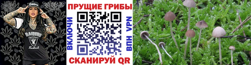 купить   KRAKEN ссылка  Псилоцибиновые грибы Psilocybe  Покров 